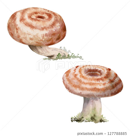 Lactarius milk-cap russula striped mushroom fungus. Autumn harvest, vegan cooking edible raw ingredient. Single element hand drawn in watercolor. Foraging logbooks, gardening notebooks, nature posters Lactarius milk-cap russula striped mushroom fungus. Autumn harvest, vegan cooking edible raw ingredient. Single element hand drawn in watercolor. Foraging logbooks, gardening notebooks, nature posters 127788885
