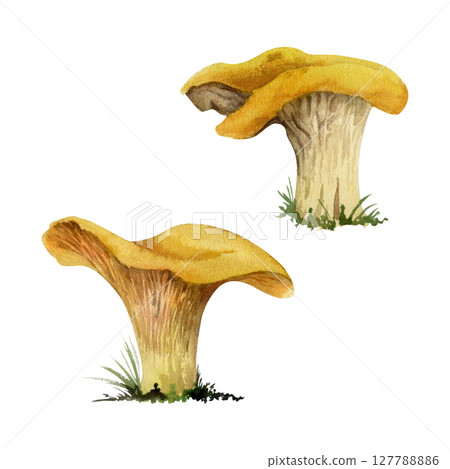 Golden chanterelle girolle mushroom fungus. Autumn forest harvest, vegan cooking edible ingredient. Single element hand drawn in watercolor. Wild food market, cookbook recipe menu cards, kitchen art Golden chanterelle girolle mushroom fungus. Autumn forest harvest, vegan cooking edible ingredient. Single element hand drawn in watercolor. Wild food market, cookbook recipe menu cards, kitchen art 127788886