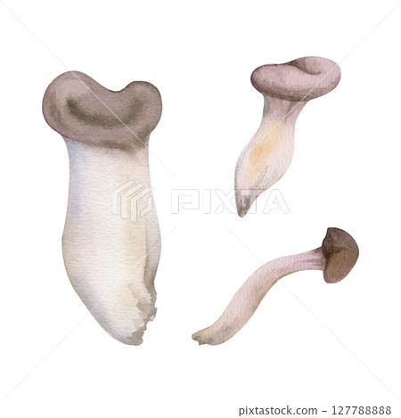 Oyster mushroom fungus pleurotus hiratake shoehorn. Autumn forest harvest, vegan cooking edible raw ingredient. Single element hand drawn in watercolor. Wild food market, cookbook recipe menu cards Oyster mushroom fungus pleurotus hiratake shoehorn. Autumn forest harvest, vegan cooking edible raw ingredient. Single element hand drawn in watercolor. Wild food market, cookbook recipe menu cards 127788888