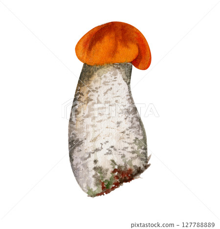 Birch aspen bolete cep leccinum mushroom fungus, scaber stalk. Single element hand drawn in watercolor. Autumn forest harvest, vegan cooking edible raw ingredient. Posters cards nature activity sheets Birch aspen bolete cep leccinum mushroom fungus, scaber stalk. Single element hand drawn in watercolor. Autumn forest harvest, vegan cooking edible raw ingredient. Posters cards nature activity sheets 127788889