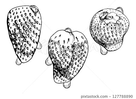 Strawberry ripe fruit in water dew drops wet moist hand drawn in vector ink, garden berry strasberry. Botanical isolated illustration. Home preserves, grocery food packaging, cosmetics refreshments Strawberry ripe fruit in water dew drops wet moist hand drawn in vector ink, garden berry strasberry. Botanical isolated illustration. Home preserves, grocery food packaging, cosmetics refreshments 127788890