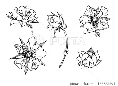 Early spring flower buds in water dew drops. Strawberry raspberry cherry sakura, hand drawn in vector ink anemone primrose daisy. Single object isolated botanical illustration. Wedding florist shop Early spring flower buds in water dew drops. Strawberry raspberry cherry sakura, hand drawn in vector ink anemone primrose daisy. Single object isolated botanical illustration. Wedding florist shop 127788891