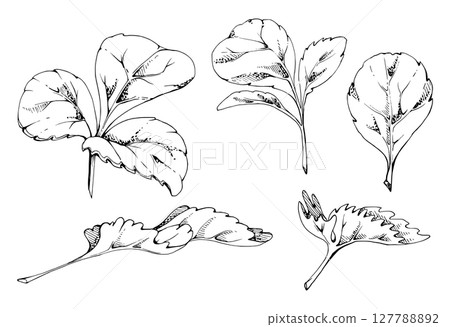 Green trefoil serrated edge leaf set. Flower bush tree plant herb, strawberry raspberry wayfaring burnet blackberry. Isolated hand drawn vector ink botanical illustration. Wedding florist, cosmetics 127788892