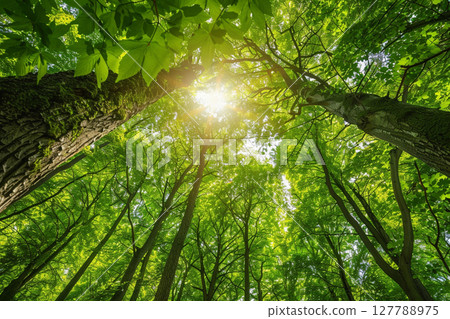 仰望新綠森林的風景 127788975