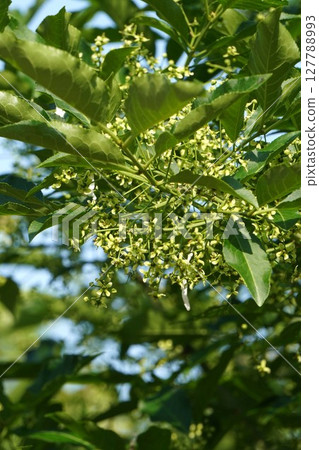 2025年5月 - Mayumi 花 127788993