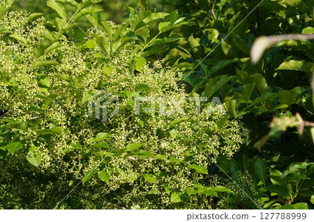 May 2025 - Mayumi flowers 127788999