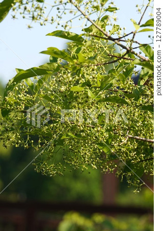 May 2025 - Mayumi flowers May 2025 - Mayumi flowers 127789004