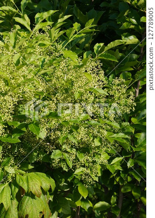 May 2025 - Mayumi flowers May 2025 - Mayumi flowers 127789005