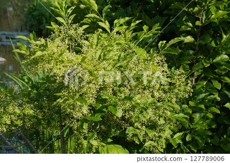 May 2025 - Mayumi flowers May 2025 - Mayumi flowers 127789006