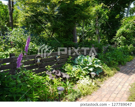 Lush garden with blooming foxgloves 127789047
