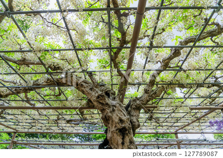 曼荼羅寺庭院景觀 曼荼羅寺庭院景觀 127789087