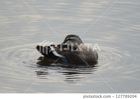 Arao City Port Wild Birds, 127789204