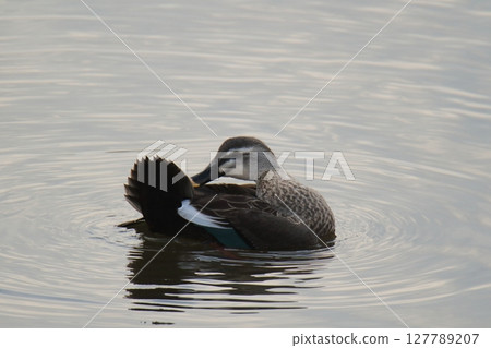 Arao City Port Wild Birds, Arao City Port Wild Birds, 127789207