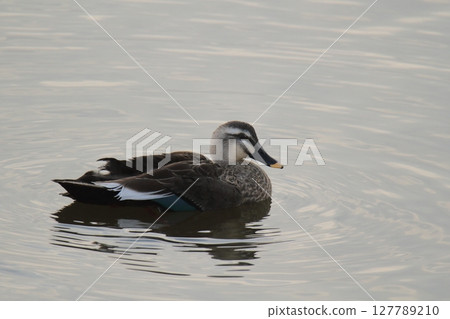 Arao City Port Wild Birds, Arao City Port Wild Birds, 127789210