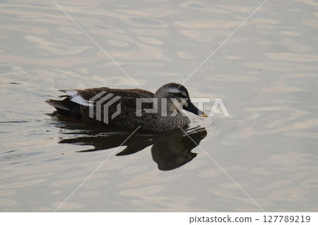 荒尾市港野生鳥類, 荒尾市港野生鳥類, 127789219