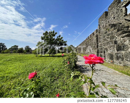 Red Rose Flower near Ancient Roman Walls of Gonio Fortress, Adjara, Georgia Red Rose Flower near Ancient Roman Walls of Gonio Fortress, Adjara, Georgia 127789245