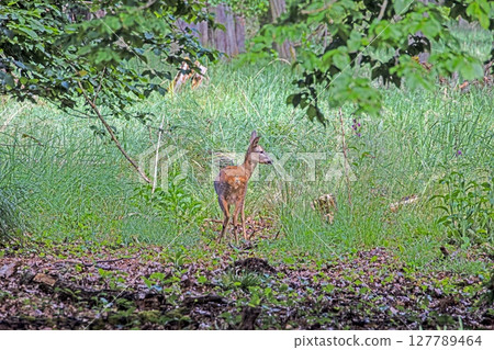 Roe deer standing alert in lush green forest 127789464