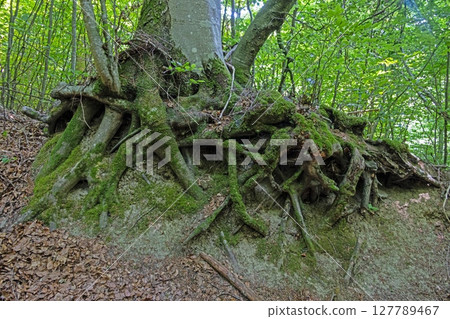 Exposed tree roots covered with moss in forest Exposed tree roots covered with moss in forest 127789467