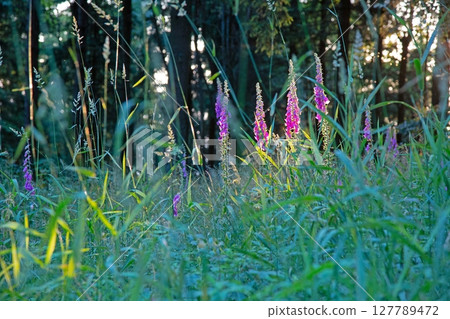 Purple foxglove flowers in forest at golden hour 127789472