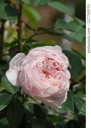 Rose flower "The Allenwick Rose" Rose flower "The Allenwick Rose" 127789533