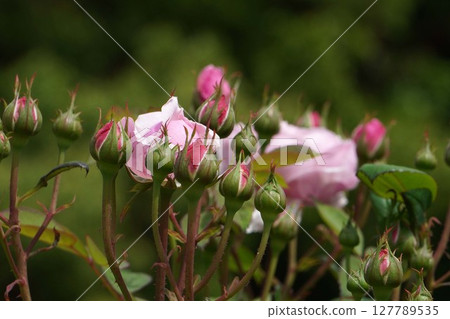 Rose flower "The Allenwick Rose" Rose flower "The Allenwick Rose" 127789535