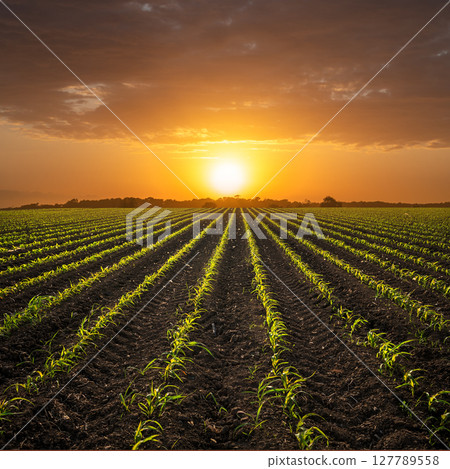 young corn plants on cornfield against sunset. young corn plants on cornfield against sunset. 127789558