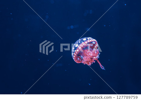 underwater photography jellyfish mastigias papua, spotted jelly, lagoon jelly, golden medusa underwater photography jellyfish mastigias papua, spotted jelly, lagoon jelly, golden medusa 127789759