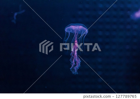 underwater photography jellyfish Chrysaora lactea, Milk Sea Nettle underwater photography jellyfish Chrysaora lactea, Milk Sea Nettle 127789765
