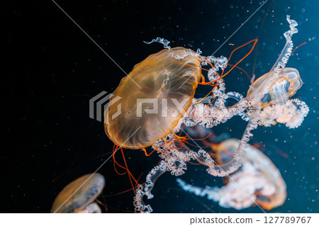 underwater photography jellyfish Chrysaora fuscescens, Pacific sea nettle, West Coast sea nettle 127789767
