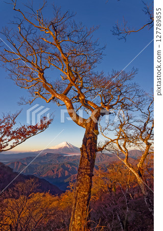 Fuji of the morning glow seen from Tanzawa · Hinoko-maru 127789855