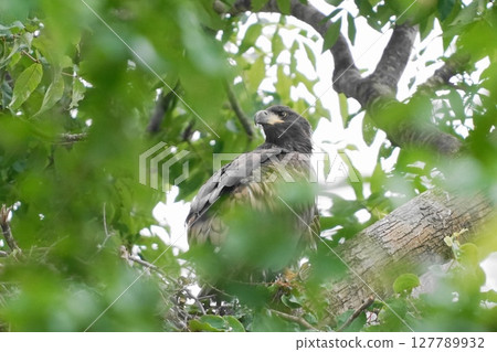 Young white-tailed eagle perching on a tree Young white-tailed eagle perching on a tree 127789932