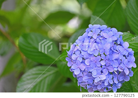繡球 繡球 127790125