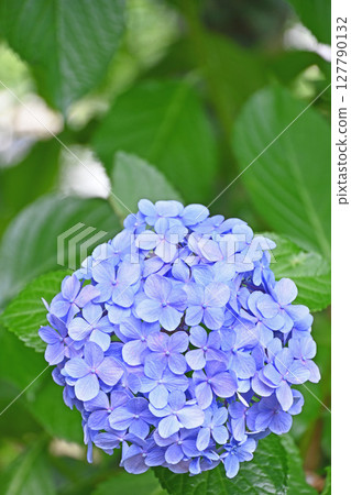 hydrangea hydrangea 127790132
