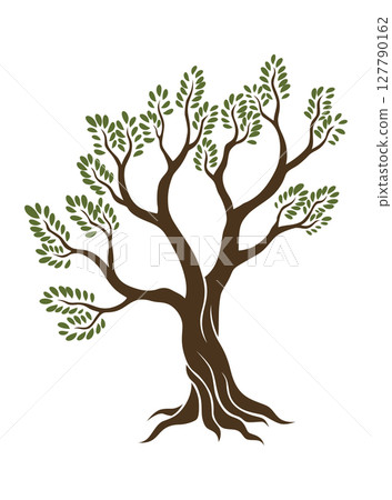 Olive trees with branches and leaves for design of packaging, label, logotype or banner. Natural organic stylized olive icon, premium quality sign. Vector illustration 127790162