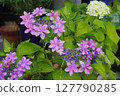 In June, hydrangeas of the Hydrangea genus are wet with rain during the rainy season...1 127790285