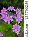 Hydrangeas of the mountain hydrangea family soaked in the rain during the rainy season in June...2 127790286