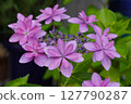 In June, hydrangeas of the Hydrangea genus are wet with rain during the rainy season...3 127790287