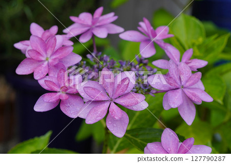 In June, hydrangeas of the Hydrangea genus are wet with rain during the rainy season...3 127790287