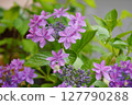 In June, hydrangeas of the Hydrangea genus are wet with rain during the rainy season...4 127790288