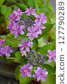In June, hydrangeas of the mountain hydrangea family are wet with rain during the rainy season...5 127790289