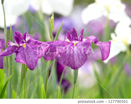 盛開的花菖蒲 盛開的花菖蒲 127790301