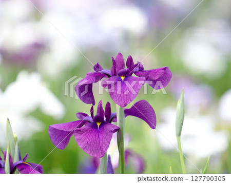 Hanashobu in full bloom 127790305