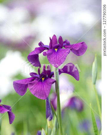 盛開的花菖蒲 盛開的花菖蒲 127790306