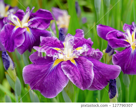 盛開的花菖蒲 盛開的花菖蒲 127790307