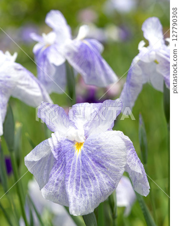 盛開的花菖蒲 盛開的花菖蒲 127790308