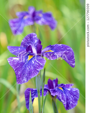 盛開的花菖蒲 127790309