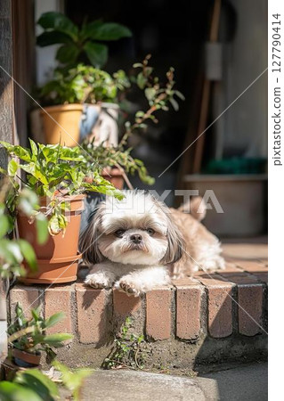 A dog's peaceful daily routine relaxing in the sunshine at the front door 127790414