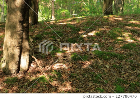 Scenery in the forest: moss, fallen leaves and sunlight filtering through the trees Scenery in the forest: moss, fallen leaves and sunlight filtering through the trees 127790470