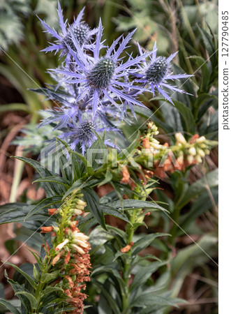 Beautiful Eryngium - zabelii - 'Jos Eijking' (Sea hollies). have spiky leaves in colours ranging from grey to intense cobalt blue (metallic-blue), surrounded by a characteristic ruff.  127790485