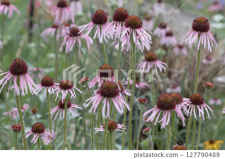 Pretty of Echinacea pallida, also known as Pale purple coneflower, is features large, pale pink, daisy-like flowers with distinctive drooping, slender petals and a prominent. Pretty of Echinacea pallida, also known as Pale purple coneflower, is features large, pale pink, daisy-like flowers with distinctive drooping, slender petals and a prominent. 127790489